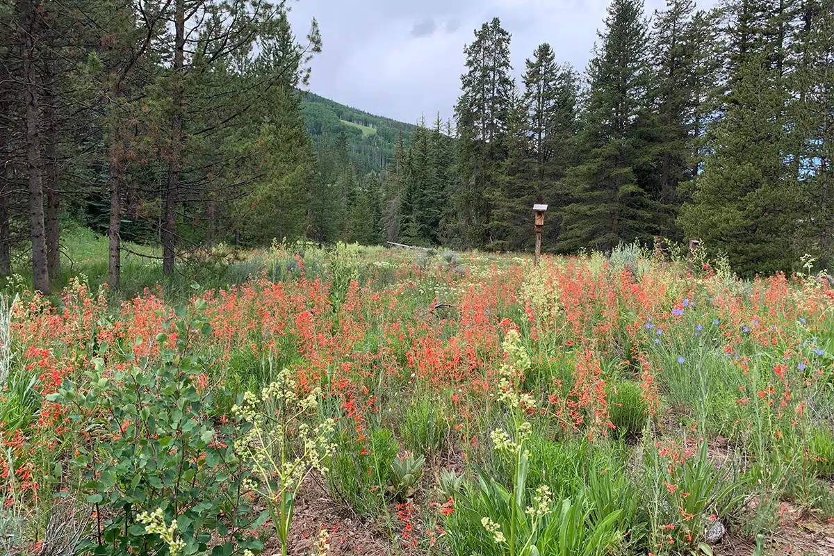 Colorado Wildflowers You’ll See in Vail